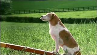 BBC one | Dogs Ident