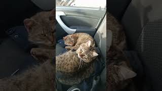 наше место человек)) #funny #life #tiktok #юмор #animals #кот #cat