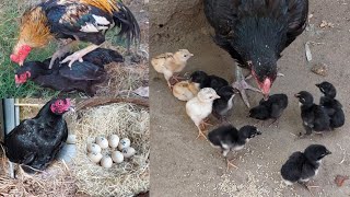 2 mothers hens of ten chicks || I am mixing the chicks of two different chickens with one hen