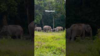 Elephant enjoying #wildpredator #elephantnaturalsounds #animals #forestelephant #wildanimals