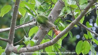 Lineated Barbet @ Chiu S C DSCN2135