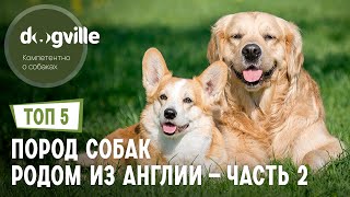 ТОП 5 Пород собак родом из Великобритании – Часть 2