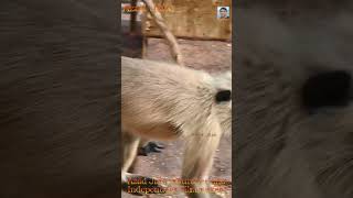 langur monkey eating food #monkey #bandar #langur #langoor