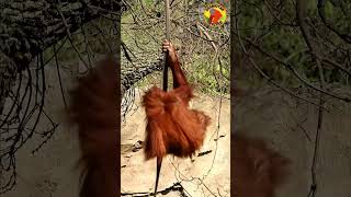 Orangutan Climbing Skills #shorts