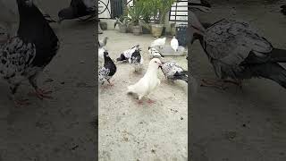 Punjabi kabuter uske thak gya #trending #pigeonpigeon #bird #viral #kabootar #kabutar #pigeonbird