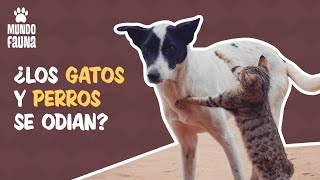 ¿Son realmente enemigos los perros y los gatos?