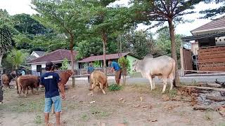 sapi turun dari mobil, sangat agresif