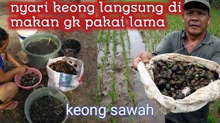 siput keong sawah langsung di makan di persawahan  tempat wisata edu park porang  jatisari jatisrono