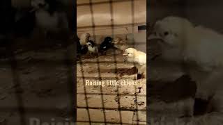 Raising little Chicks - no sounds #4 days