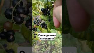 Обрізка смородини дала чудовий результат #garden #gardening