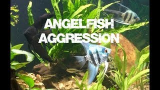 Angelfish Aggression When Pairing and Spawning