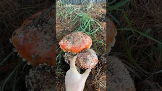 Finding my first Amanita muscaria 🍄