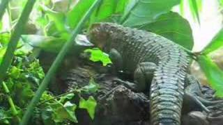 Caiman lizard - Dracaena guianensis