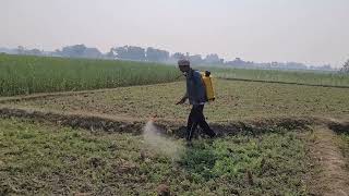 Kala Sona + fungicides का छिड़काव हो रहा है मसुर की खेत मे | किसान का जीवन | Farmer's life #kheti