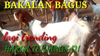 UPDET Harga kambing hari ini 2 Desember 2022 ll bakalan bagus lagi viral