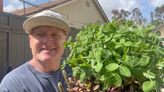 These Nitrogen Fixing Plants Help Your Garden Grow!