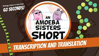 Transcription and Translation (Steps in Protein Synthesis) - Amoeba Sisters #Shorts