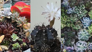 Farmer's Garden Cactus and Succulents 🌵 VERY AFFORDABLE! | August, 2021