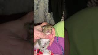 Leo the Rescued Baby Squirrel Opens 1 Eye