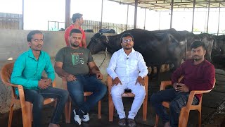 10 म्हशी पासून आज 30 म्हशींचा गोठा पहा संपूर्ण माहिती व मुलाखत | murrah buffalo farm in Maharashtra