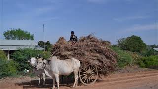 Antonio Perronne - The draft animal power in remote villages