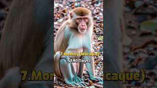 Gestation period in different animals | #shorts #viral