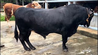 SAPI JUMBO SIAP QURBAN MENUJU CIKARANG JAWA BARAT🔥