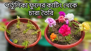 How To Gorow Portulaca Flower Cutting||পর্তুলিকা ফুলের কাটিং থেকে চারা তৈরি|portulaca hanging garden