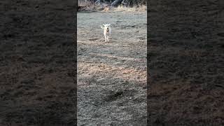 Dog can’t do it fast enough