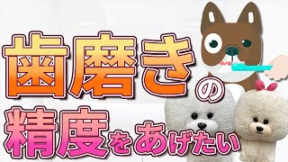 【犬のしつけ】歯磨きの精度を上げたい【悩み相談ライブ切り抜き】