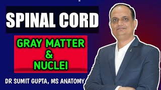 SPINAL CORD : Part 3 | Gray matter || nuclei ||