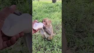 Dudu piyenge hum to 🍼🍼🍼🐵🐵🐵#bandar #monkeyvideo #monkey 0549