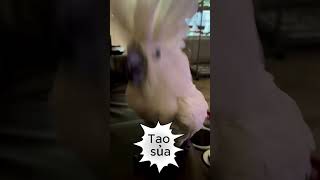 Biết tí tiếng chó sủa gọi dậy bon mồm ngay | hài hước mọi lúc   #animals #hai #funny #cute#vet