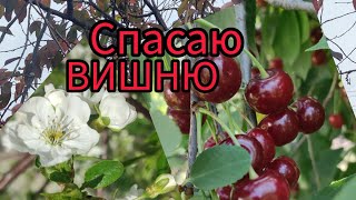 Чому хворіє вишня? Осінній догляд за деревом