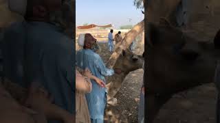 Camels treatment #ytshorts #youtubevideos #birds #peacock #shorts #youtube