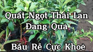 Cây Trồng Không Tốn Diện Tích Là Quất Ngọt Thái Chuyên Trồng Chậu, Ban Công Cực Lắm Quả