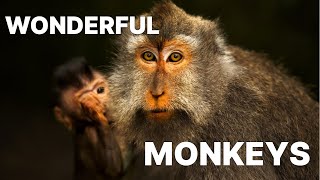 Monkeys Compilation On 2023 4K