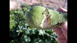 DESERT MARAUDERS: GROWING FOOD IN THE DESERT IS NOT EASY WHEN EVERYTHING IS TRYING TO EAT YOUR FOOD