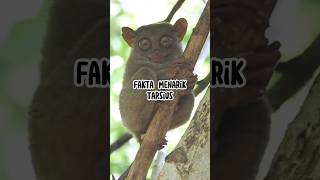 Fakta Menarik Tarsius #animals #faktaunik #hewan