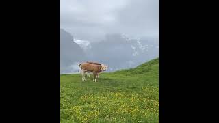 Beautiful cow Best Animals compilation 2021| #shorts | Top Viral Animal Videos