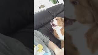 Cute Animals |Funny animals Reaction 2021#707.