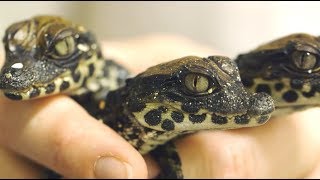 Baby West African Dwarf Crocs Hatch