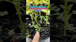 Lateral Growth in Chickpea Plant #shorts #trending #plants