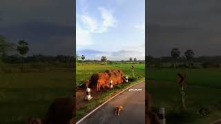 Thiruvarur - Mannargudi road #shorts #instagram #reels