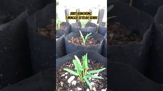 Menanam Kangkung di Polybag Umur 1 Minggu #shorts #youtubeshorts #kangkung #tanaman #sayuran