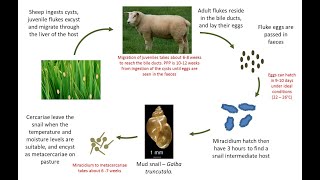 Phylum Platyhelminthes Part 02 I Life Cycle of Liver Fluke I ANIMAL KINGDOM Lecture 12 I NEET BIO