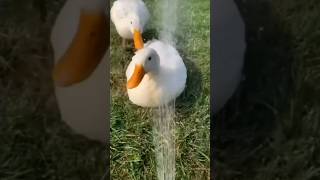 duck sound