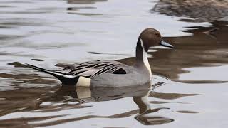 Northern Pintail,  LaSalle Marina, 11/21/21