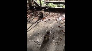 Squirrels Eating Willie Crawford's Sunflower Seeds