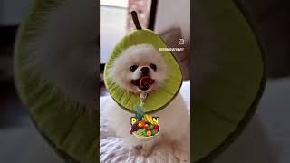 What fruits can dog Eat.? #doghealth #doghealthtips#yourpet #doglover #ytshorts#viralvideo